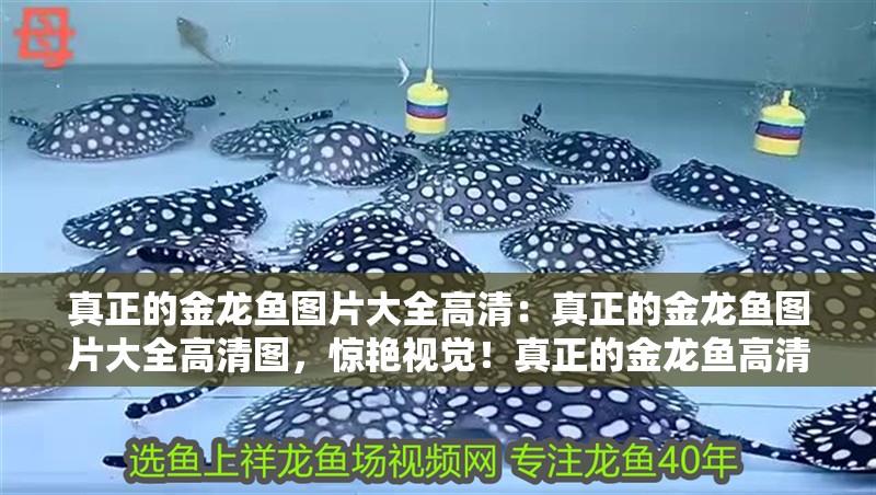 真正的金龍魚圖片大全高清：真正的金龍魚圖片大全高清圖，驚艷視覺！真正的金龍魚高清圖片 真正的金龍魚圖片大全高清：真正的金龍魚圖片大全高清圖，驚艷視覺！真正的金龍魚高清圖片 水族問答