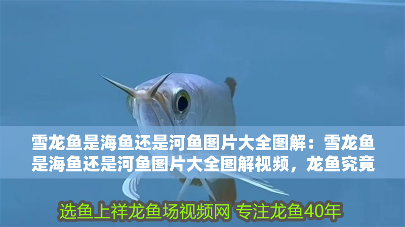 雪龍魚是海魚還是河魚圖片大全圖解：雪龍魚是海魚還是河魚圖片大全圖解視頻，龍魚究竟屬于海魚還是河魚？高清圖解與