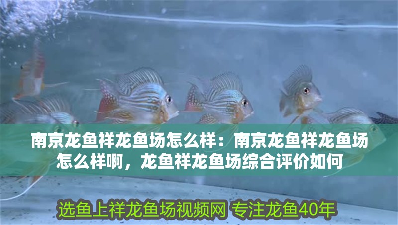 南京龍魚祥龍魚場怎么樣：南京龍魚祥龍魚場怎么樣啊，龍魚祥龍魚場綜合評價如何