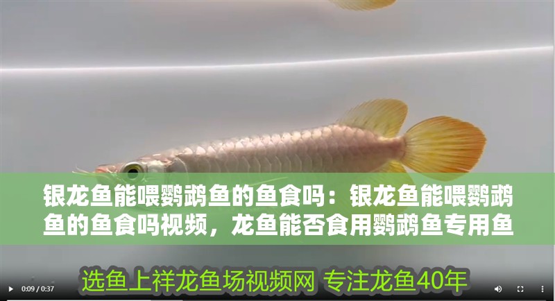 銀龍魚能喂鸚鵡魚的魚食嗎：銀龍魚能喂鸚鵡魚的魚食嗎視頻，龍魚能否食用鸚鵡魚專用魚食？視頻解析喂養要點