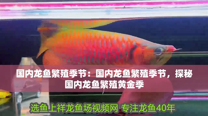 國內(nèi)龍魚繁殖季節(jié)：國內(nèi)龍魚繁殖季節(jié)，探秘國內(nèi)龍魚繁殖黃金季 國內(nèi)龍魚繁殖季節(jié)：國內(nèi)龍魚繁殖季節(jié)，探秘國內(nèi)龍魚繁殖黃金季 水族問答