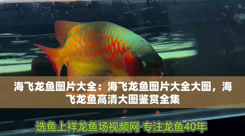 海飛龍魚圖片大全:海飛龍魚圖片大全大圖,海飛龍魚高清大圖鑒賞全集 水族問答 海飛龍魚圖片大全:海飛龍魚圖片大全大圖,海飛龍魚高清大圖鑒賞全集 海飛龍魚圖片大全:海飛龍魚圖片大全大圖,海飛龍魚高清大圖鑒賞全集 水族問答