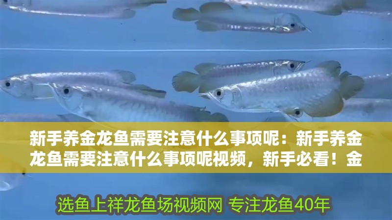 新手養金龍魚需要注意什么事項呢：新手養金龍魚需要注意什么事項呢視頻，新手必看！金龍魚飼養全攻略及注意事項詳解視頻 新手養金龍魚需要注意什么事項呢：新手養金龍魚需要注意什么事項呢視頻，新手必看！金龍魚飼養全攻略及注意事項詳解視頻 水族問答
