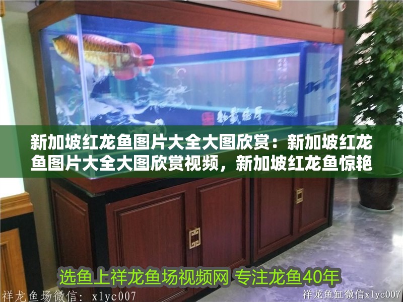 新加坡紅龍魚圖片大全大圖欣賞：新加坡紅龍魚圖片大全大圖欣賞視頻，新加坡紅龍魚驚艷視覺盛宴，高清大圖與精彩視頻 新加坡紅龍魚圖片大全大圖欣賞：新加坡紅龍魚圖片大全大圖欣賞視頻，新加坡紅龍魚驚艷視覺盛宴，高清大圖與精彩視頻 水族問答