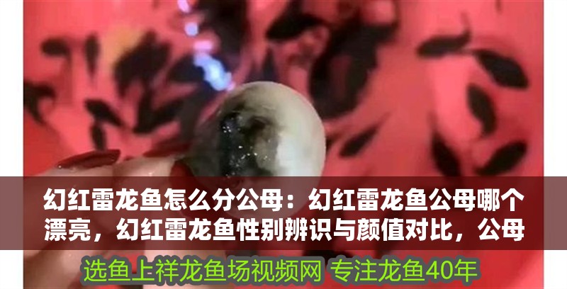 幻紅雷龍魚(yú)怎么分公母：幻紅雷龍魚(yú)公母哪個(gè)漂亮，幻紅雷龍魚(yú)性別辨識(shí)與顏值對(duì)比，公母誰(shuí)