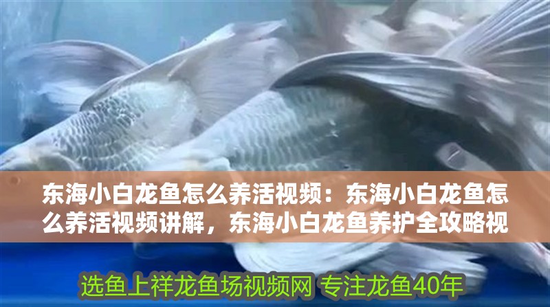 東海小白龍魚怎么養活視頻：東海小白龍魚怎么養活視頻講解，東海小白龍魚養護全攻略視頻教程