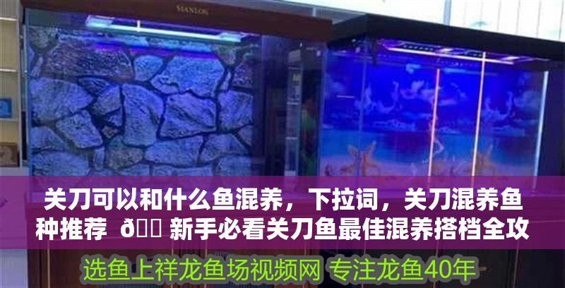 關刀可以和什么魚混養，關刀混養魚種推薦 ??新手必看關刀魚最佳混養搭檔全攻略，溫和共生&色彩 關刀可以和什么魚混養，關刀混養魚種推薦 ??新手必看關刀魚最佳混養搭檔全攻略，溫和共生&色彩 全國水族館企業名錄