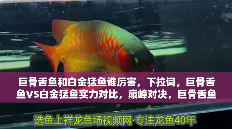 巨骨舌魚和白金猛魚誰厲害，巨骨舌魚VS白金猛魚實力對比，巔峰對決，巨骨舌魚與白金猛魚，究竟誰才是水中霸主？