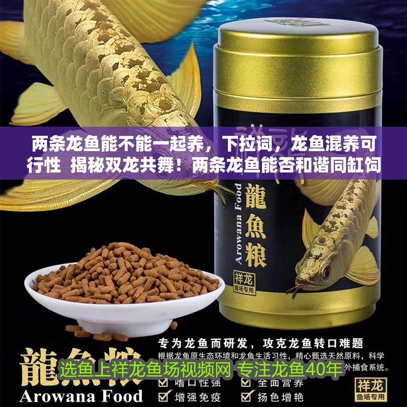 兩條龍魚能不能一起養，龍魚混養可行性  揭秘雙龍共舞！兩條龍魚能否和諧同缸飼養？關鍵要點