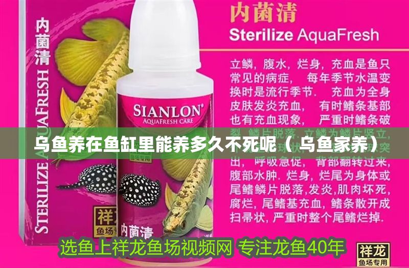 烏魚養(yǎng)在魚缸里能養(yǎng)多久不死呢（ 烏魚家養(yǎng)）