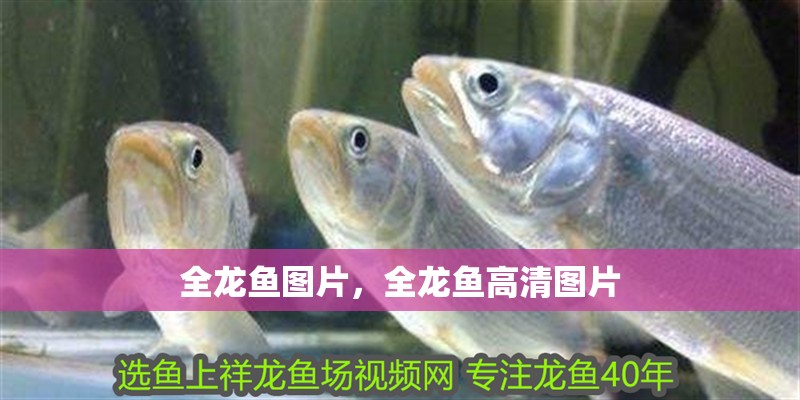 全龍魚圖片,全龍魚高清圖片 龍魚百科 第10張 全龍魚圖片,全龍魚高清圖片 全龍魚圖片,全龍魚高清圖片 龍魚百科 第10張