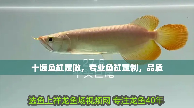 十堰魚缸定做，專業魚缸定制，品質