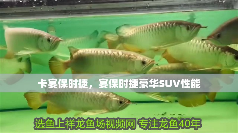 卡宴保時捷，宴保時捷豪華SUV性能 卡宴保時捷，宴保時捷豪華SUV性能 龍魚百科