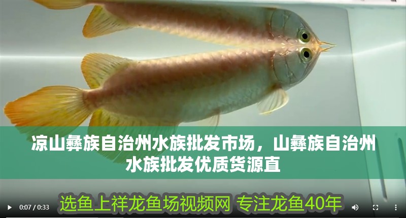 涼山彝族自治州水族批發市場，山彝族自治州水族批發優質貨源直 涼山彝族自治州水族批發市場，山彝族自治州水族批發優質貨源直 全國水族館企業名錄