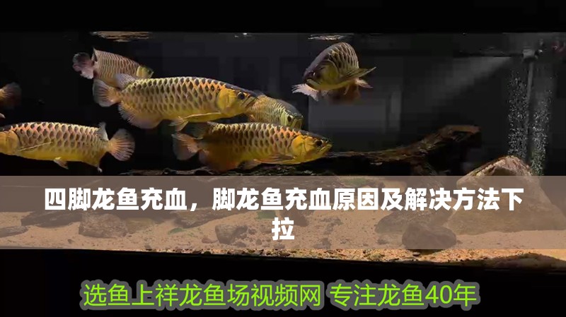 四腳龍魚充血，腳龍魚充血原因及解決方法下拉 四腳龍魚充血，腳龍魚充血原因及解決方法下拉 龍魚百科
