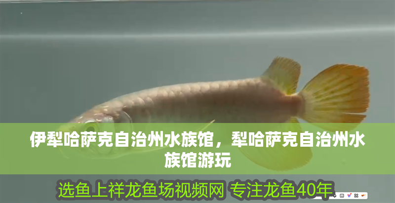 <strong><mark>伊犁</mark></strong>哈薩克自治州水族館，犁哈薩克自治州水族館游玩