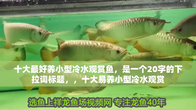 十大最好養(yǎng)小型冷水觀賞魚，是一個20字的下拉詞標題，，十大易養(yǎng)小型冷水觀賞