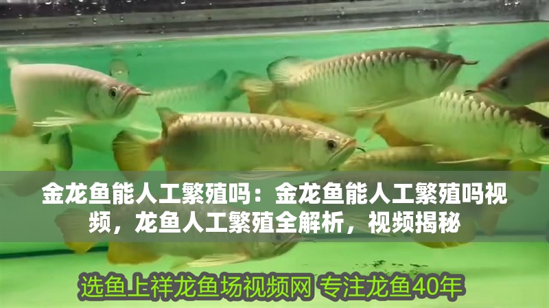 金龍魚(yú)能人工繁殖嗎：金龍魚(yú)能人工繁殖嗎視頻，龍魚(yú)人工繁殖全解析，視頻揭秘