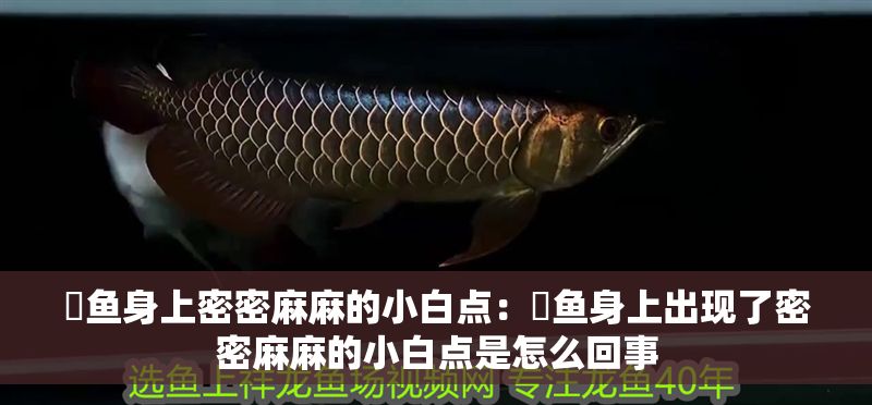 魟魚身上密密麻麻的小白點(diǎn)：魟魚身上出現(xiàn)了密密麻麻的小白點(diǎn)是怎么回事