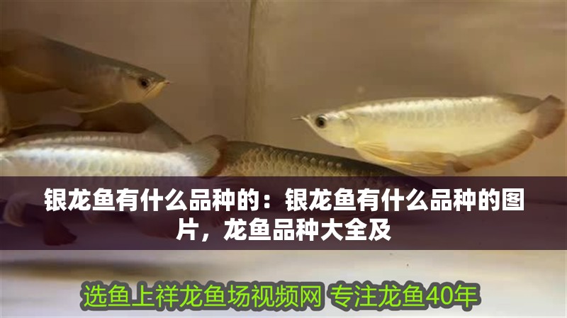 銀龍魚有什么品種的:銀龍魚有什么品種的圖片,龍魚品種大全及 水族問答 銀龍魚有什么品種的:銀龍魚有什么品種的圖片,龍魚品種大全及 銀龍魚有什么品種的:銀龍魚有什么品種的圖片,龍魚品種大全及 水族問答