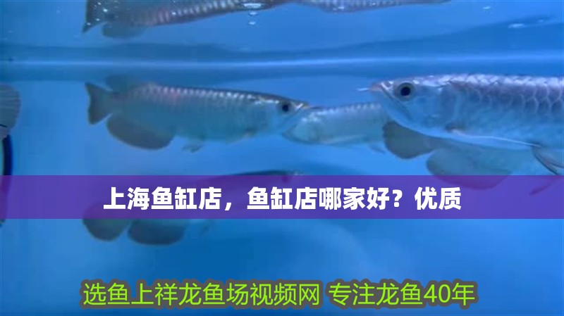 上海魚缸店，魚缸店哪家好？優質