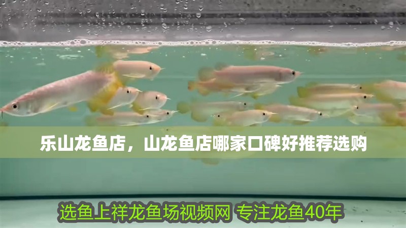 樂山龍魚店,山龍魚店哪家口碑好推薦選購 全國水族館企業(yè)名錄 樂山龍魚店,山龍魚店哪家口碑好推薦選購 樂山龍魚店,山龍魚店哪家口碑好推薦選購 全國水族館企業(yè)名錄