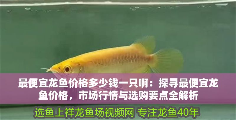 最便宜龍魚價格多少錢一只啊：探尋最便宜龍魚價格，市場行情與選購要點全解析