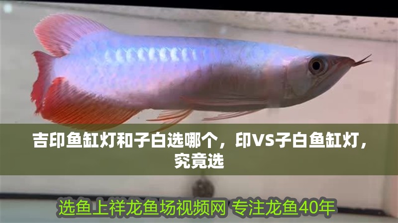 吉印魚缸燈和子白選哪個，印VS子白魚缸燈，究竟選