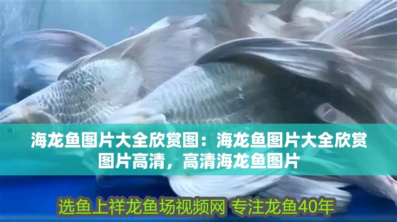 海龍魚圖片大全欣賞圖：海龍魚圖片大全欣賞圖片高清，高清海龍魚圖片 海龍魚圖片大全欣賞圖：海龍魚圖片大全欣賞圖片高清，高清海龍魚圖片 水族問答