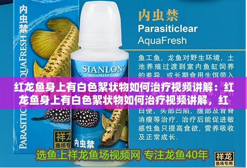 紅龍魚身上有白色絮狀物如何治療視頻講解:紅龍魚身上有白色絮狀物如何治療視頻講解,紅龍魚身上出現白色絮狀物 水族問答 紅龍魚身上有白色絮狀物如何治療視頻講解:紅龍魚身上有白色絮狀物如何治療視頻講解,紅龍魚身上出現白色絮狀物 紅龍魚身上有白色絮狀物如何治療視頻講解:紅龍魚身上有白色絮狀物如何治療視頻講解,紅龍魚身上出現白色絮狀物 水族問答