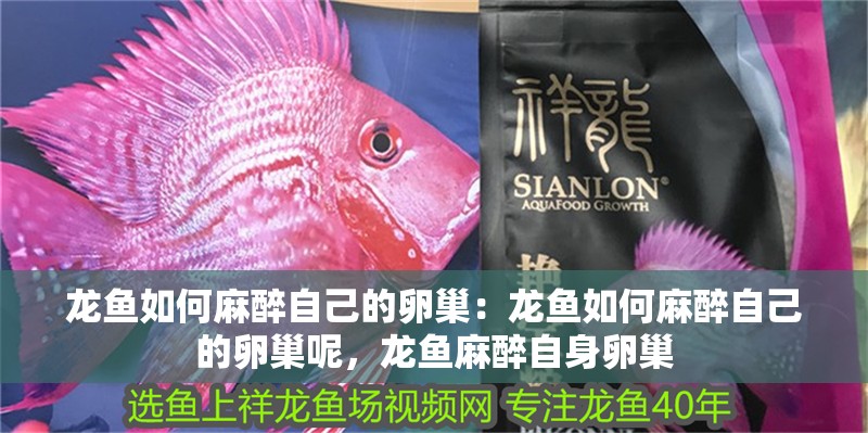 龍魚如何麻醉自己的卵巢：龍魚如何麻醉自己的卵巢呢，龍魚麻醉自身卵巢