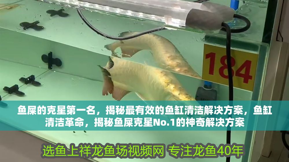 魚屎的克星第一名，揭秘最有效的魚缸清潔解決方案，魚缸清潔革命，揭秘魚屎克星No.1的神奇解決方案
