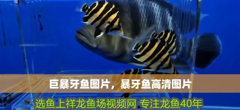 巨暴牙魚圖片，暴牙魚高清圖片 巨暴牙魚圖片，暴牙魚高清圖片 龍魚百科