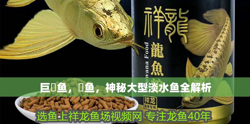 巨魾魚，魾魚，神秘大型淡水魚全解析 巨魾魚，魾魚，神秘大型淡水魚全解析 龍魚百科