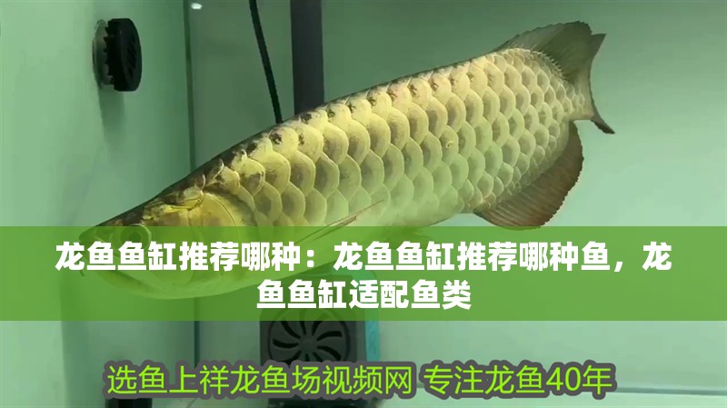 龍魚魚缸推薦哪種：龍魚魚缸推薦哪種魚，龍魚魚缸適配魚類