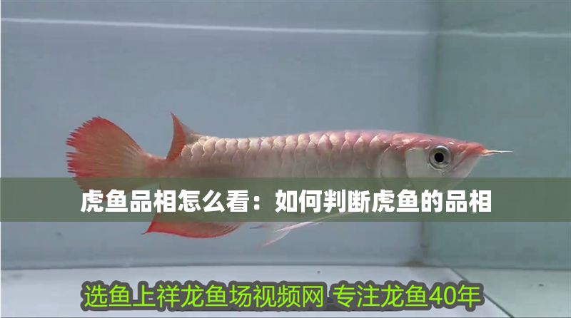 虎魚品相怎么看：如何判斷虎魚的品相