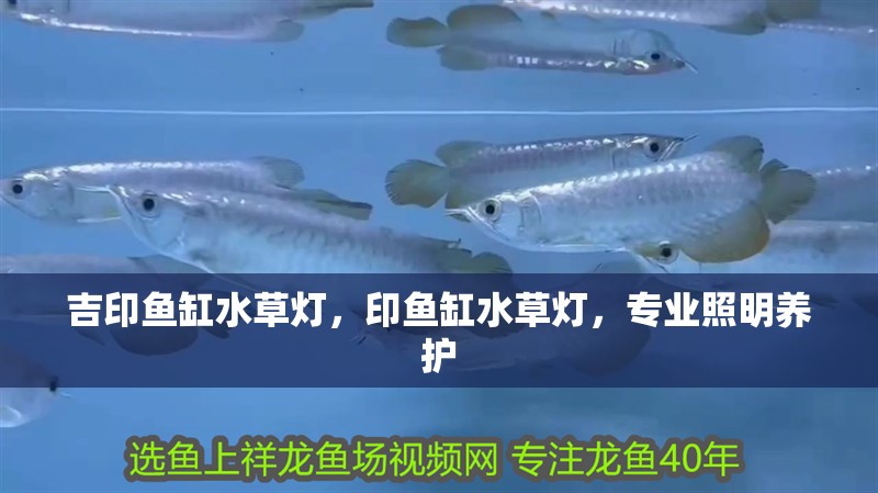 吉印魚缸水草燈，印魚缸水草燈，專業照明養護