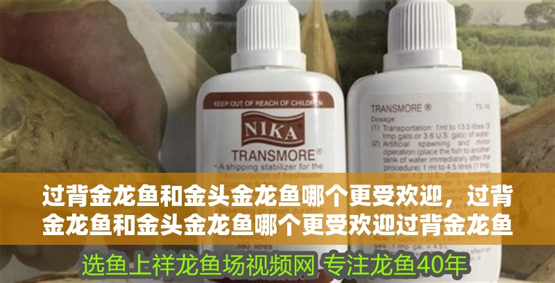 過背金龍魚和金頭金龍魚哪個更受歡迎，過背金龍魚和金頭金龍魚哪個更受歡迎過背金龍魚哪個更受歡迎 過背金龍魚和金頭金龍魚哪個更受歡迎，過背金龍魚和金頭金龍魚哪個更受歡迎過背金龍魚哪個更受歡迎 龍魚百科