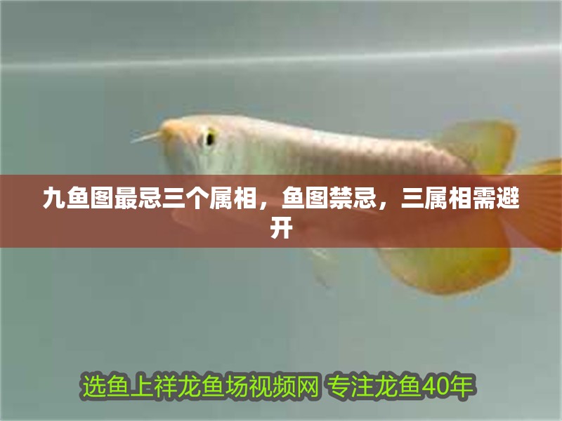 九魚圖最忌三個屬相，魚圖禁忌，三屬相需避開