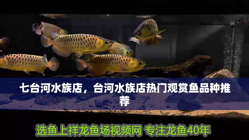 七臺河水族店,臺河水族店熱門觀賞魚品種推薦 全國水族館企業(yè)名錄 七臺河水族店,臺河水族店熱門觀賞魚品種推薦 七臺河水族店,臺河水族店熱門觀賞魚品種推薦 全國水族館企業(yè)名錄