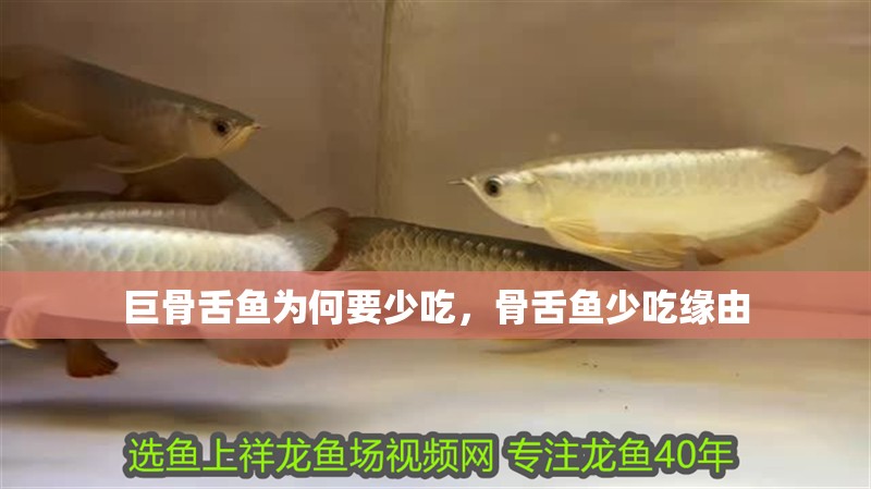 巨骨舌魚為何要少吃，骨舌魚少吃緣由