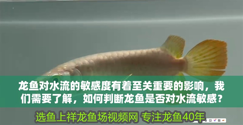 龍魚對水流的敏感度有著至關(guān)重要的影響，我們需要了解，如何判斷龍魚是否對水流敏感？