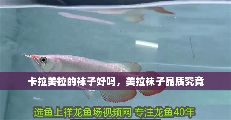 卡拉美拉的襪子好嗎，美拉襪子品質究竟 卡拉美拉的襪子好嗎，美拉襪子品質究竟 龍魚百科