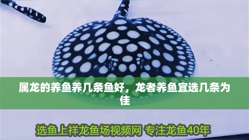 屬龍的養魚養幾條魚好，龍者養魚宜選幾條為佳