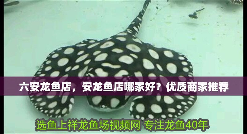 六安龍魚店，安龍魚店哪家好？優(yōu)質(zhì)商家推薦 六安龍魚店，安龍魚店哪家好？優(yōu)質(zhì)商家推薦 全國水族館企業(yè)名錄