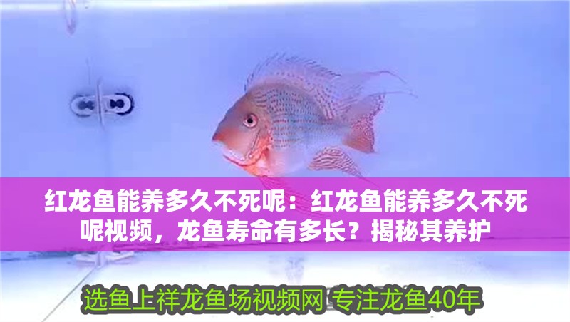 紅龍魚能養多久不死呢：紅龍魚能養多久不死呢視頻，龍魚壽命有多長？揭秘其養護