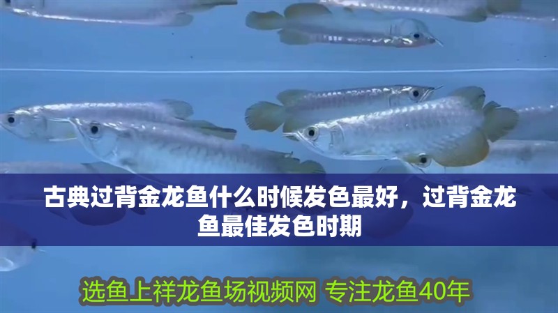 古典過背金龍魚什么時候發(fā)色最好,過背金龍魚最佳發(fā)色時期 全國水族館企業(yè)名錄 古典過背金龍魚什么時候發(fā)色最好,過背金龍魚最佳發(fā)色時期 古典過背金龍魚什么時候發(fā)色最好,過背金龍魚最佳發(fā)色時期 全國水族館企業(yè)名錄