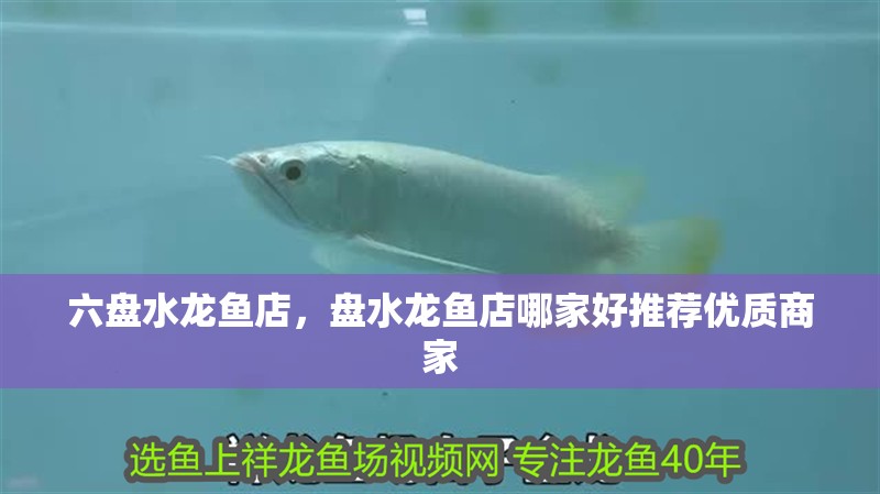 六盤水龍魚店，盤水龍魚店哪家好推薦優質商家 六盤水龍魚店，盤水龍魚店哪家好推薦優質商家 全國水族館企業名錄