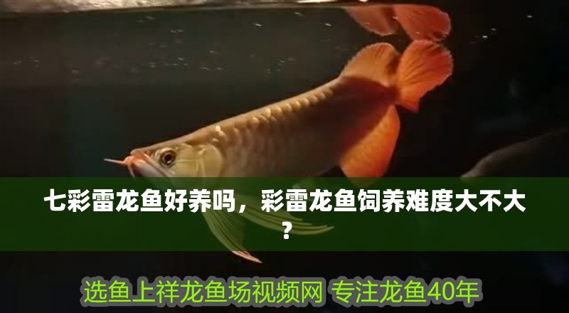 七彩雷龍魚(yú)好養(yǎng)嗎，彩雷龍魚(yú)飼養(yǎng)難度大不大？