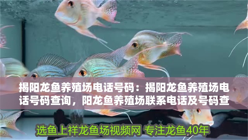 揭陽(yáng)龍魚養(yǎng)殖場(chǎng)電話號(hào)碼：揭陽(yáng)龍魚養(yǎng)殖場(chǎng)電話號(hào)碼查詢，陽(yáng)龍魚養(yǎng)殖場(chǎng)聯(lián)系電話及號(hào)碼查詢指南 揭陽(yáng)龍魚養(yǎng)殖場(chǎng)電話號(hào)碼：揭陽(yáng)龍魚養(yǎng)殖場(chǎng)電話號(hào)碼查詢，陽(yáng)龍魚養(yǎng)殖場(chǎng)聯(lián)系電話及號(hào)碼查詢指南 水族問(wèn)答
